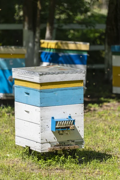 Πολλά Σετ Ξύλινων Κυψελών Στον Ανοιξιάτικο Κήπο Του Μελισσοκομείου Για — Φωτογραφία Αρχείου