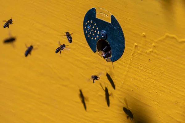 Μέλισσες Πετούν Δίπλα Από Την Κυψέλη Μελισσών Στο Μελισσοκομείο Για — Φωτογραφία Αρχείου