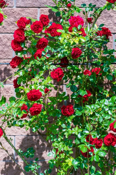 Rose Rosse Rampicanti Nel Giardino Estivo Accanto Alla Recinzione Vicino — Foto Stock