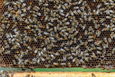 Arı kovanında bal peteği üstünde arılar kolonisi. Kırsalda arıcılık. Bal peteği üzerinde çalışan arılar, yaklaşın