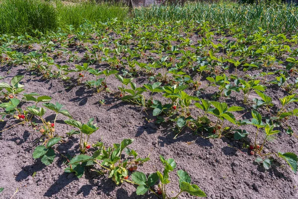庭の熟した緑の有機イチゴの茂みは閉じます ウクライナの農場で天然イチゴの作物を栽培しています 庭でブッシュが成長する — ストック写真