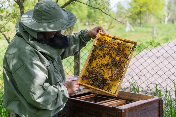 Αγρότης Που Φοράει Στολή Μέλισσας Και Δουλεύει Κηρήθρα Μελισσοκομείο Μελισσοκομία — Φωτογραφία Αρχείου