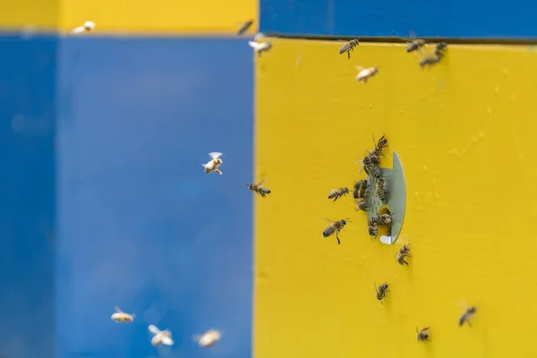 Pszczoły Miodne Latają Obok Uli Pszczół Pasiece Aby Zebrać Miód — Zdjęcie stockowe