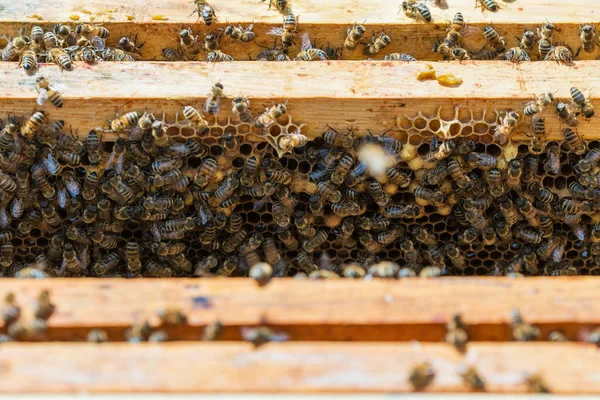 Kolonia Pszczół Plastrze Miodu Pasiece Pszczelarstwo Wsi Drewniana Rama Plastrami — Zdjęcie stockowe