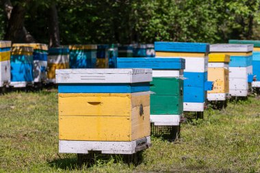 Arı kovanında bal toplamak için bir sürü ahşap arı kovanı var. Küçük kapalı bir alanda bir dizi renkli arı kovanı.