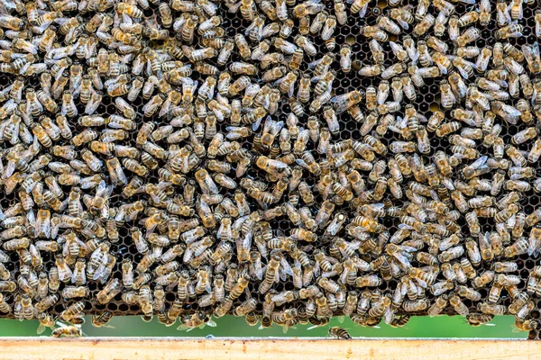 Včelstvo Včelích Plástech Včelíně Včelařství Venkově Mnoho Pracovních Včel Plástech — Stock fotografie