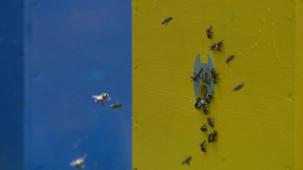 Honigbienen Fliegen Neben Dem Bienenstock Bienenhaus Honig Sammeln Nahaufnahme Zeitlupe — Stockvideo