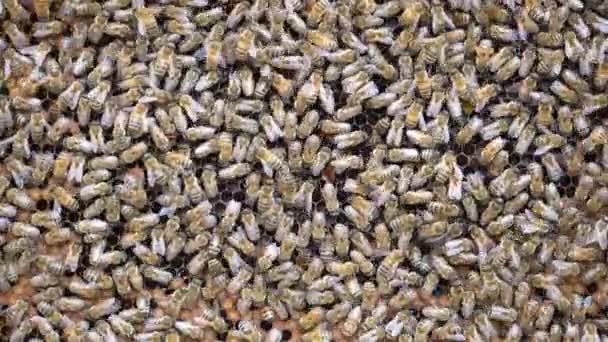 Колония Пчел Сотах Пасеке Пчеловодство Деревне Многие Рабочие Пчелы Сотах — стоковое видео