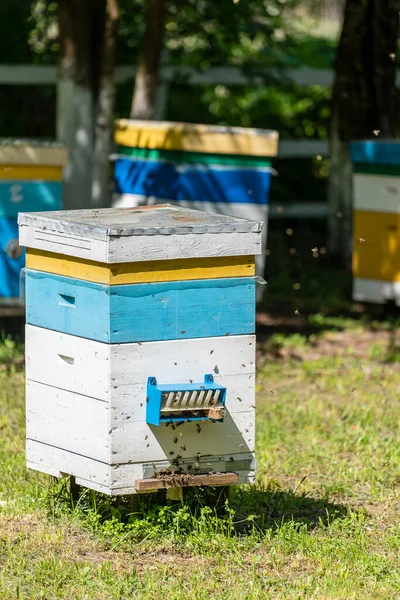 Many Set Wooden Beehive Spring Garden Apiary Collect Honey Row — Stock Photo, Image