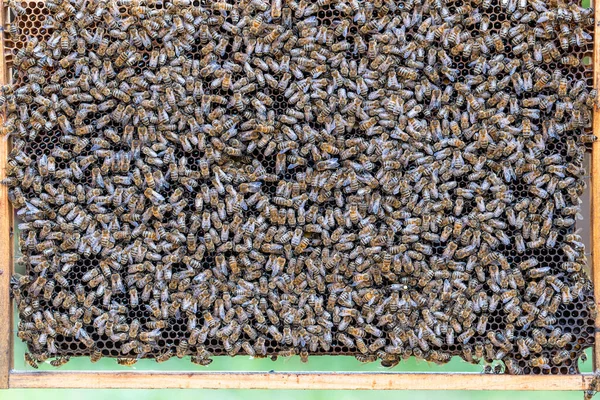 Bijenkolonie Honingraat Bijenstal Bijenteelt Het Platteland Veel Werkbijen Honingraat Close — Stockfoto