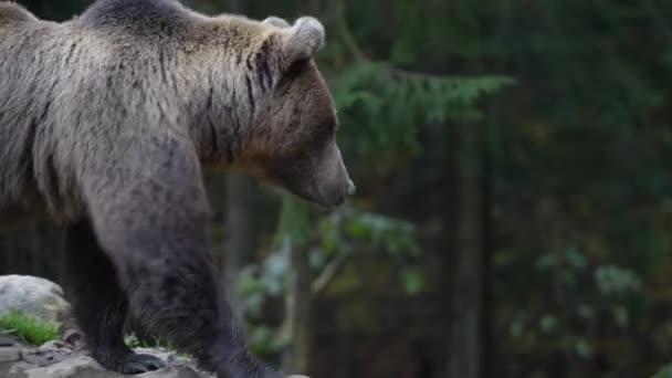 Grande Urso Pardo Nas Montanhas Dos Cárpatos Durante Amanhecer Dia — Vídeo de Stock