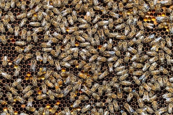 Včelstvo Včelích Plástech Včelíně Včelařství Venkově Mnoho Pracovních Včel Plástech — Stock fotografie