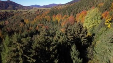 Synevyr Geçidi sırtında güneşli bir günde Karpatya dağlarının sonbahar ormanlarının hava aracı görüntüsü. Batı Ukrayna. Ormanda renkli ağaçlar