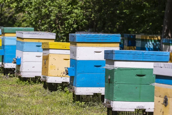 Πολλά Σετ Ξύλινων Κυψελών Στον Ανοιξιάτικο Κήπο Του Μελισσοκομείου Για — Φωτογραφία Αρχείου