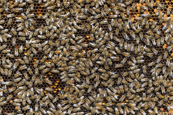 蜂窝上的蜂群 在农村养蜂 蜂窝上的许多工蜂 都关门了 蜂窝里的蜂窝里的细枝末节 蜂窝里有蜂蜜和花粉的蜡细胞 蜂蜜在梳子里 — 图库照片