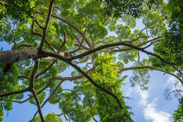 Der Große Tropische Baum Mit Himmelshintergrund Blick Von Unten Wissenschaftlicher — Stockfoto
