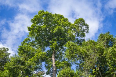 Gökyüzü arka planlı büyük tropikal ağaç, aşağıdan görünüyor. Bilimsel adı Dipterocarpus alatus veya Yang Na Yai ağacı veya Dipterocarpaceae. Borneo Adası, Malezya