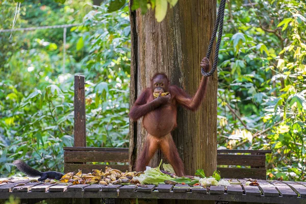 Orangotango Selvagem Floresta Tropical Ilha Bornéu Malásia Perto Macaco Orangotango — Fotografia de Stock