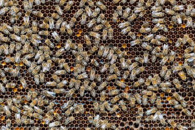 Arı kovanında bal peteği üstünde arılar kolonisi. Kırsalda arıcılık. Bal peteği üzerinde çalışan arılar, yaklaşın. Bal peteğindeki bir kovan içinde detaylı çekim, bal ve polenle balmumu hücreler. Taraklarda bal