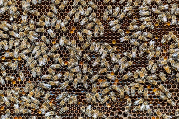 Bienenvolk Auf Bienenwaben Bienenhaus Imkerei Auf Dem Land Viele Arbeitsbienen — Stockfoto