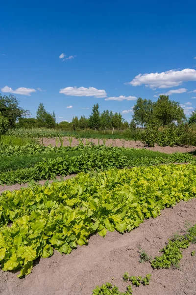 Сельскохозяйственная Промышленность Выращивание Салата Поле Органический Огород Украине — стоковое фото