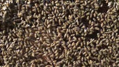 Arı kovanında bal peteği üstünde arılar kolonisi. Kırsalda arıcılık. Bal peteği üzerinde çalışan bir sürü arı. Kovan içinde bal peteği, bal ve polenle balmumu hücreleri. Taraklı bal. Ses var.