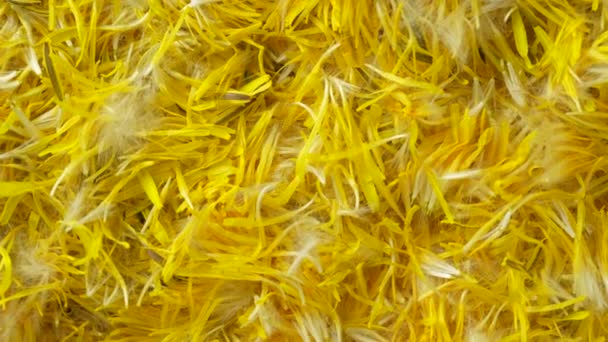 新鲜的黄色蒲公英花瓣为果酱背景 顶部观景 质地生黄蒲公英花瓣 — 图库视频影像