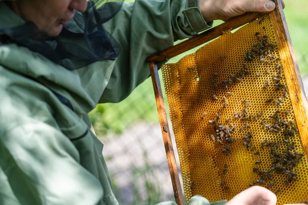 蜂のスーツを着た農家が蜂の巣で働いている 田舎で養蜂してる 養蜂家の衣装の男性養蜂家 彼女の手でそれを保持しているハニカムと木製のフレームを検査 閉じる — ストック写真
