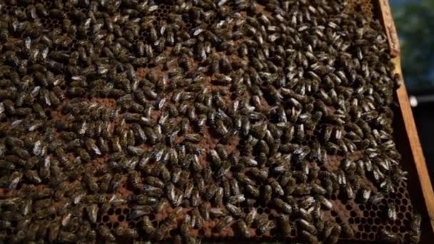Bienenvolk Auf Bienenwaben Bienenhaus Imkerei Auf Dem Land Viele Arbeitsbienen — Stockvideo