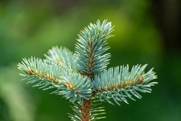 Fluffy Blue Spruce Glauca Globosa New Soft Vegetation Needles Close — Stock Photo, Image