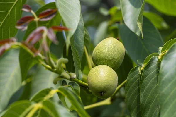 Green Young Walnuts Green Leaves Walnut Tree Grows Close Ukraine — Stock Photo, Image