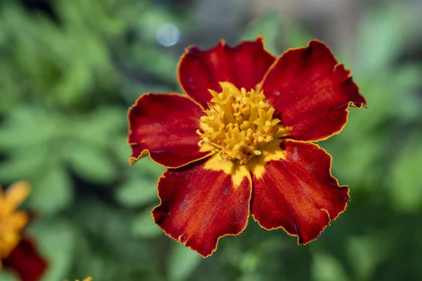 Покриття Жовтого Червоного Кольору Домашньому Саду Природним Яскравим Кольором Квіти — стокове фото