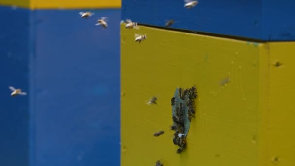 Медовые Пчелы Летают Рядом Пчелиным Ульем Пасеке Собирать Мед Закрываться — стоковое видео
