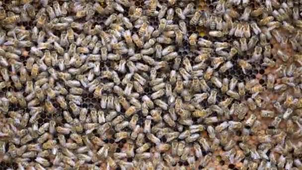 蜂窝上的蜂群 在农村养蜂 蜂窝上的许多工蜂 都关门了 蜂窝里的蜂窝里的细枝末节 蜂窝里有蜂蜜和花粉的蜡细胞 蜂蜜在梳子里 — 图库视频影像