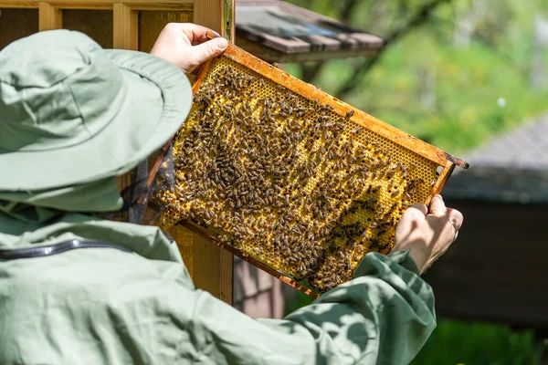 农民们穿着蜜蜂西服 头戴蜂窝 在农村养蜂 身穿养蜂人服装的雄性养蜂人 拿着蜂窝检查一个木制框架 并将其关闭 — 图库照片