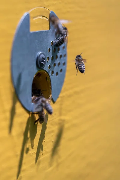 Arı Kovanının Yanında Bal Toplamak Için Bal Arıları Uçar Yaklaşır — Stok fotoğraf
