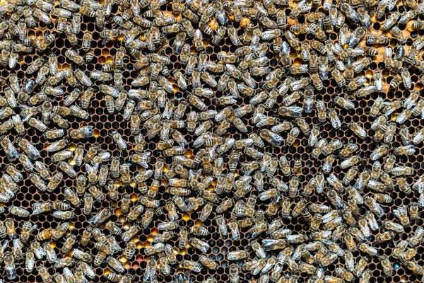 Bienenvolk Auf Bienenwaben Bienenhaus Imkerei Auf Dem Land Viele Arbeitsbienen — Stockfoto