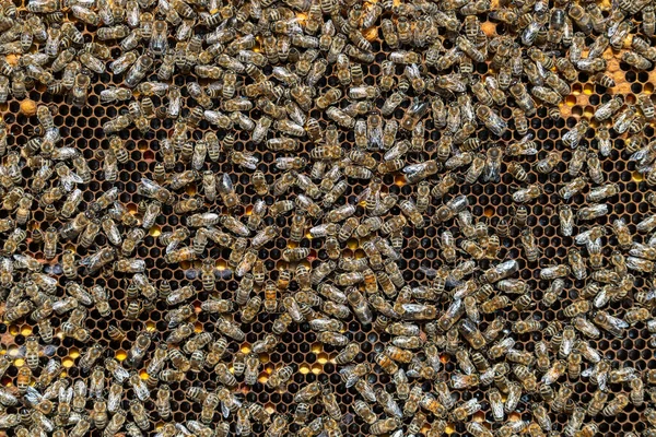 Koloni Bier Honeycomb Bigården Biavl Landet Mange Bier Arbejder Honeycomb - Stock-foto