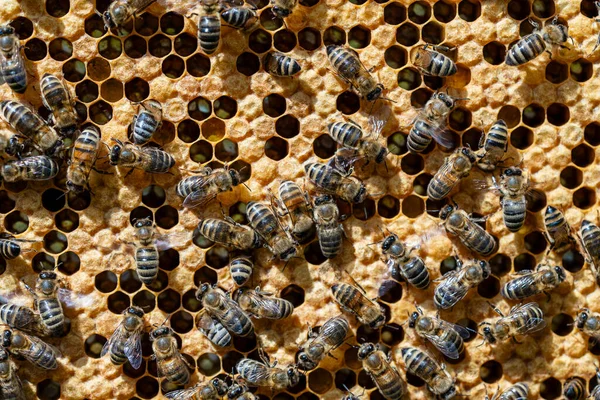 Bijenkolonie Honingraat Bijenstal Bijenteelt Het Platteland Veel Werkbijen Honingraat Close — Stockfoto