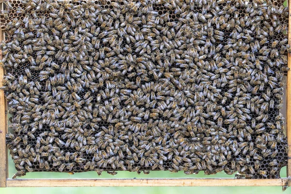 蜂窝上的蜂群 在农村养蜂 蜂窝上的许多工蜂 关门了 — 图库照片