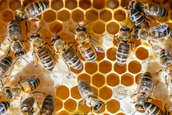 Αποικία Μελισσών Κηρήθρα Μελισσοκομείο Μελισσοκομία Στην Ύπαιθρο Πολλές Μέλισσες Που — Φωτογραφία Αρχείου