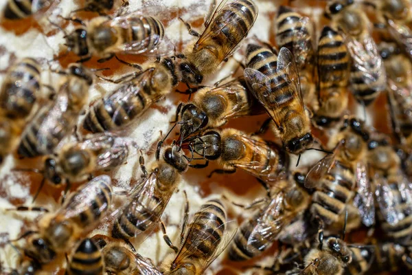 Veel Werkbijen Honingraat Close Bijenkolonie Bijenstal Bijenteelt Het Platteland Macro — Stockfoto