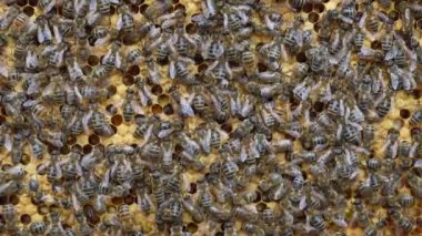Arı kovanında bal peteği üstünde koloni arıları. Kırsalda arıcılık. Bal peteği üzerinde çalışan bir sürü arı, yakın plan, makro. Bal peteğindeki bir kovan içinde detaylı çekim, bal ve polenle balmumu hücreleri. Taraklarda bal