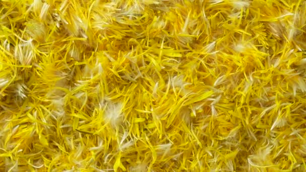Pétalas Flores Dente Leão Amarelas Frescas Engarrafamento Contexto Giram Visão — Vídeo de Stock