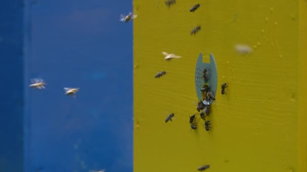 Méhek Méhkaptár Mellett Repülnek Hogy Összegyűjtsék Mézet Méhészet Vidéken — Stock videók