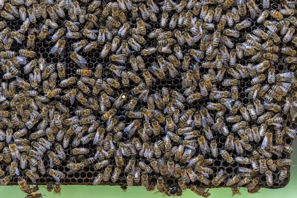 蜂窝上的蜂群 在农村养蜂 蜂窝上的许多工蜂 关门了 — 图库照片