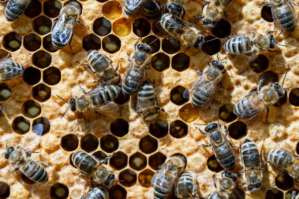 Wiele Pracujących Pszczół Plastrze Miodu Zamknij Kolonia Pszczół Pasiece Pszczelarstwo — Zdjęcie stockowe