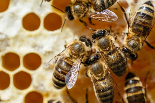 Arı Kovanında Bal Peteği Üstünde Arılar Kolonisi Kırsalda Arıcılık Bal — Stok fotoğraf
