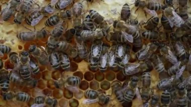 Arı kovanında bal peteği üstünde koloni arıları. Kırsalda arıcılık. Bal peteği üzerinde çalışan bir sürü arı, yakın plan, makro. Bal peteğindeki bir kovan içinde detaylı çekim, bal ve polenle balmumu hücreleri. Taraklarda bal