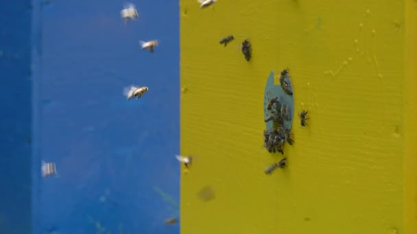 蜜蜂在蜂房旁边飞着采集蜂蜜 靠近蜂房 乡村养蜂业 — 图库视频影像